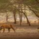 Rajasthan Wildlife Safari Aanchal Tours & Udaipur Para Taxi